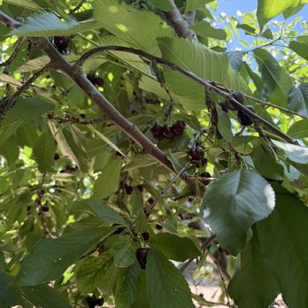 Cherry Time - Pick Your Own Farms Near Me - Brentwood, California Cherry Time - Pick Your Own Farms Near Me - Brentwood, California