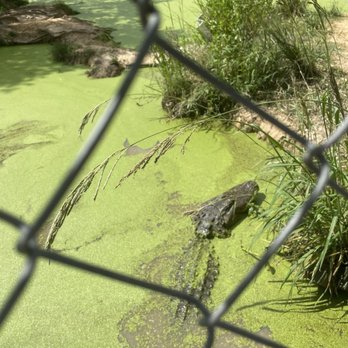 Gulf Coast Gator Ranch & Tours - Boat Tours Near Me - Moss Point, Mississippi