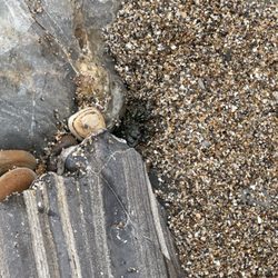 Ocean Trails - Crabs hiding