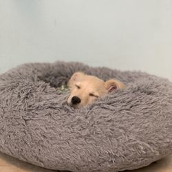 Ace Pet Resort