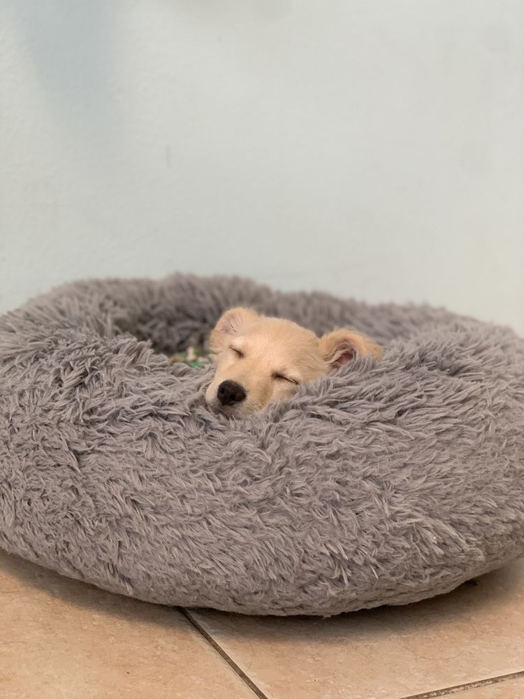 Ace Pet Resort Image