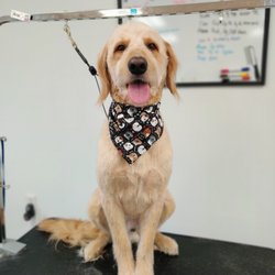 Paws-A-While