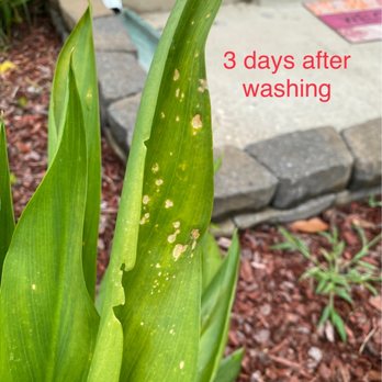 Melvin R Power Washing - Plants 3 days after washing - Pressure Washers Near Me