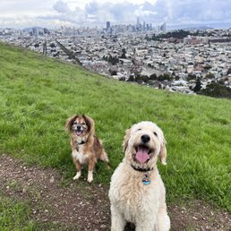 Two better behaved dogs! Two better behaved dogs!