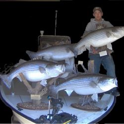Lake ouachita striped bass guide - Lake Ouachita Striped Bass mounts.