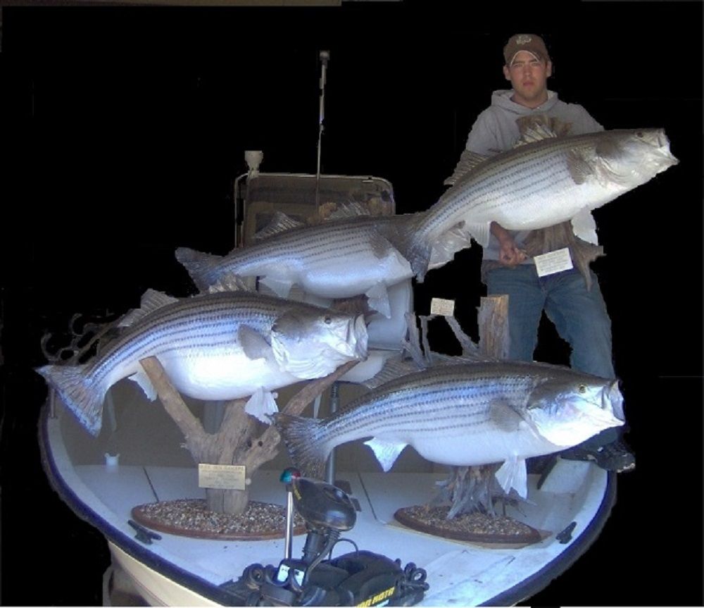 LAKE OUACHITA STRIPED BASS GUIDE Updated September 2024 Hot Springs