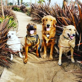 Long Beach Pet Care - Dog Walkers Near Me Long Beach Pet Care - Dog Walkers Near Me