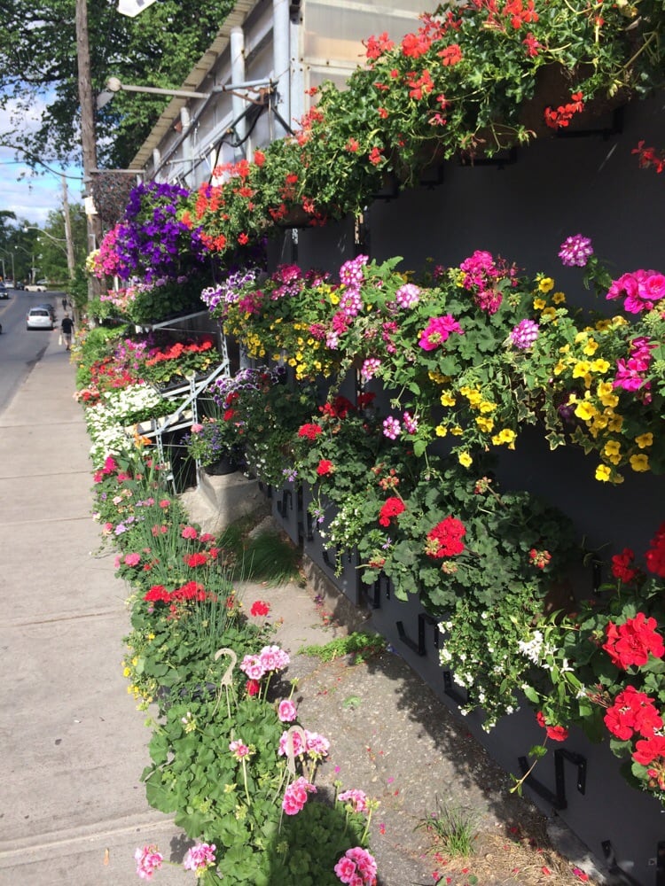 Davenport Garden Centre Nurseries Gardening 368 Rd The Annex Toronto On Phone Number Yelp Davenport Garden Centre Nurseries