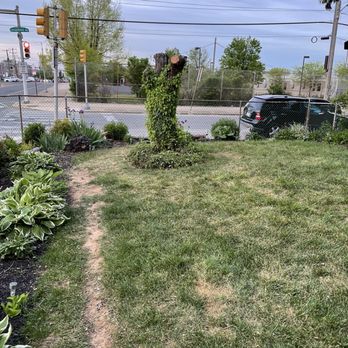 TruGreen Lawn Care - This is my grass before True Green thank you - Tree Services Near Me - Warminster, Pennsylvania TruGreen Lawn Care - This is my grass before True Green thank you - Tree Services Near Me - Warminster, Pennsylvania