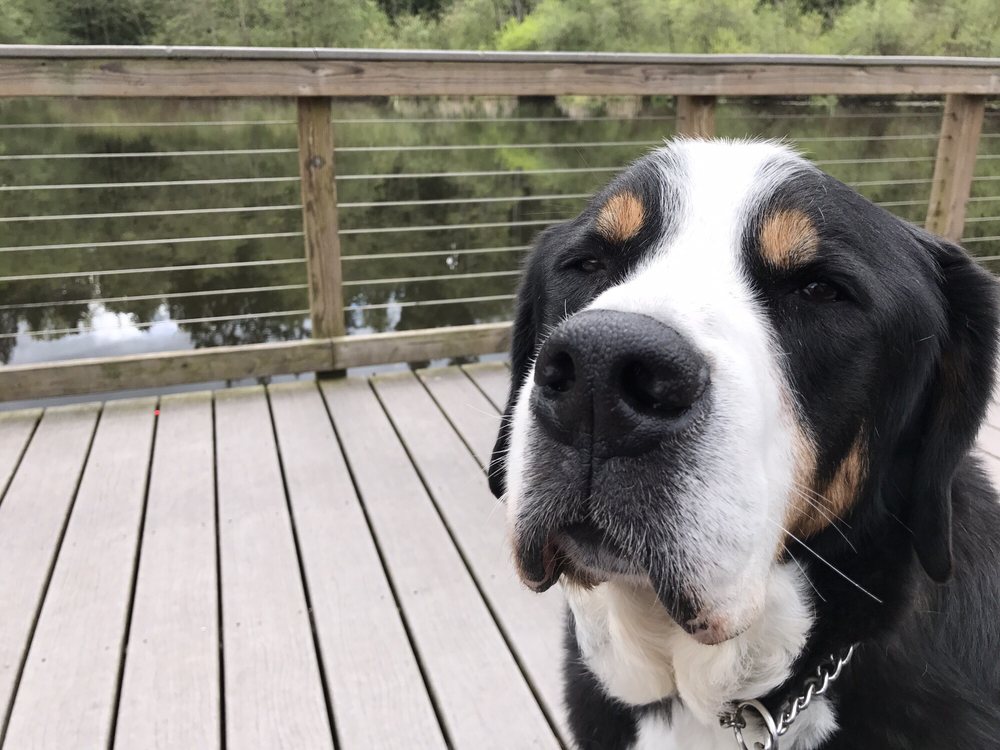 SHORELINE VETERINARY HOSPITAL 28 Reviews 20222 Ballinger Way NE