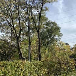 Independence Tree Care - Trees tearing down the side of the yard