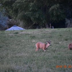Salina Creek RV Camp - Deer