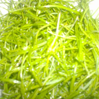 Trattoria Sostanza - Seasonal greens. - Trattorie Near Me - Florence, FI Trattoria Sostanza - Seasonal greens. - Trattorie Near Me - Florence, FI