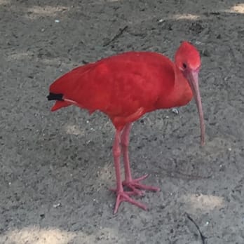Montgomery Zoo - Scarlet Ibis - Zoos Near Me - Montgomery, Alabama