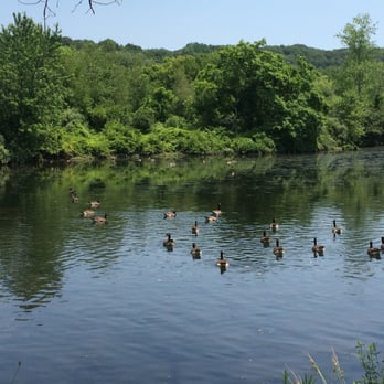 Derby Greenway - Canadian-American geese - Parks Near Me - Derby, Connecticut Derby Greenway - Canadian-American geese - Parks Near Me - Derby, Connecticut