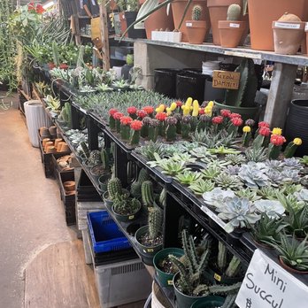 Nelly's Flower Shop - Cactus - Florists Near Me - Brooklyn, New York Nelly's Flower Shop - Cactus - Florists Near Me - Brooklyn, New York