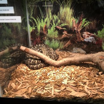 Ark Exotics - Pet Stores Near Me - El Paso, Texas Ark Exotics - Pet Stores Near Me - El Paso, Texas