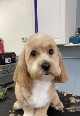 BarkZone- Lake Oswego