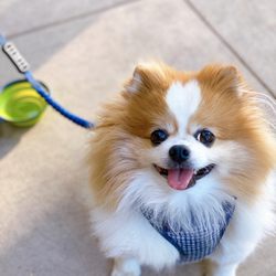 COVID OUTDOOR DINING: Dog-friendly patio!