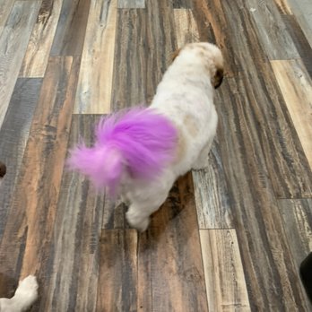 WAGS - Latte - Pet Groomers Near Me - Rohnert Park, California WAGS - Latte - Pet Groomers Near Me - Rohnert Park, California