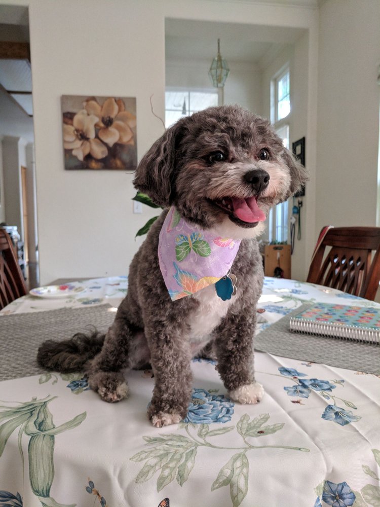 LITTLE SHOP OF HAIR PET GROOMING Updated August 2024 72 Photos & 33