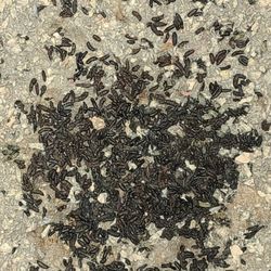 Platinum Wildlife Removal - My attic before Platinum Wildlife Removal cleaned up the droppings