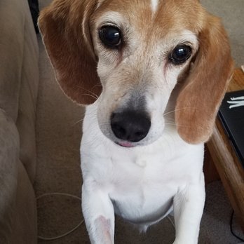 BluePearl Pet Hospital - My Sasha - Veterinarians Near Me - Glendale, Wisconsin