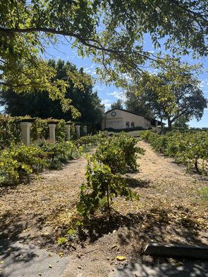 Castoro Cellars Vineyards & Winery by null