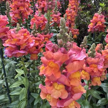 Lincoln Park Conservatory - Parks Near Me - Chicago, Illinois