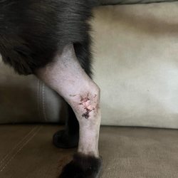 Country Pet Hospital - horrible! disgusting! dirty! never ever don't bring your pet here!  I spent the whole day crying the way they not take care of my baby!