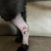 Country Pet Hospital gift card