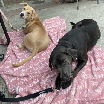 Alexa's Cafe - Plenty of space on the patio for two dogs. - Breakfast & Brunch Near Me - Bothell, Washington Alexa's Cafe - Plenty of space on the patio for two dogs. - Breakfast & Brunch Near Me - Bothell, Washington