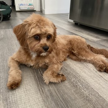 Foothills Pet Resort - Ahwatukee - Pet Groomers Near Me - Phoenix, Arizona