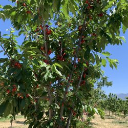 B & R Cherry Orchard