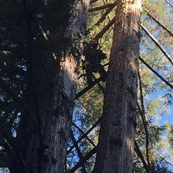 Gold Country Forestry - Tree Services Near Me Gold Country Forestry - Tree Services Near Me