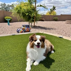 A Loving Touch - My dog