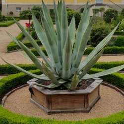 Hofgarten - Kaktus