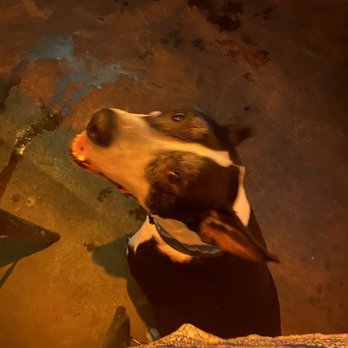 Barrio Brewing - Pup had a good time! - Breweries Near Me - Tucson, Arizona