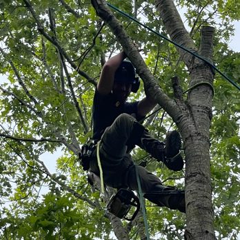 Art-Is-Tree - Climber waiting on ground crew so he can lower the next piece down - Tree Services Near Me - Virginia Beach, Virginia Art-Is-Tree - Climber waiting on ground crew so he can lower the next piece down - Tree Services Near Me - Virginia Beach, Virginia