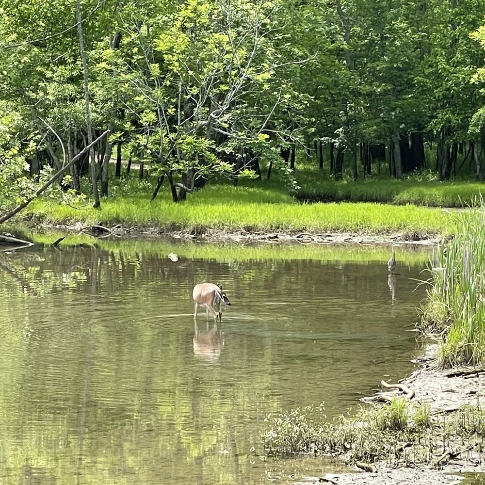 Bledsoe Creek State Park - Parks Near Me - Gallatin, Tennessee