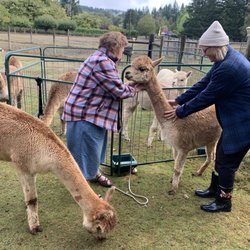 Cedar Springs Alpacas - This wonderful lady and her husband own and run the place. They are both friendly and welcoming.