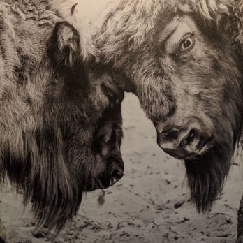 The Hangry Bison - New American Near Me - Winter Park, Florida