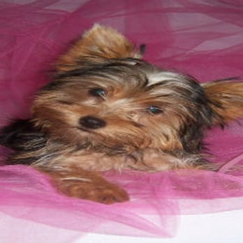 Yorkies By Elainea - Pet Services Near Me - Parks, Arkansas Yorkies By Elainea - Pet Services Near Me - Parks, Arkansas