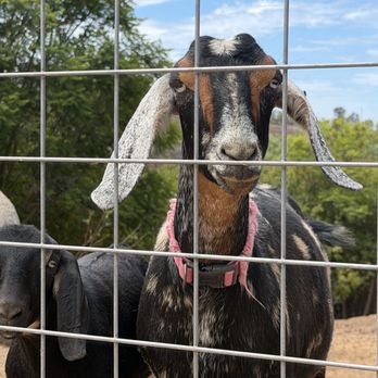 Sunshine Farm - Farms Near Me - Vista, California