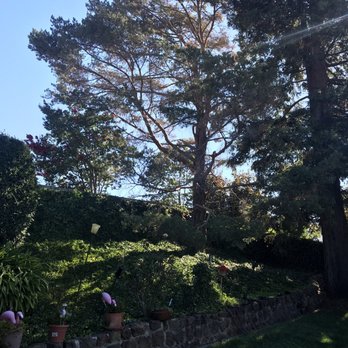 Jorge's Tree Service - Approx 40 ft pine in back yard. Need estimate for removal - Tree Services Near Me - San Rafael, California Jorge's Tree Service - Approx 40 ft pine in back yard. Need estimate for removal - Tree Services Near Me - San Rafael, California