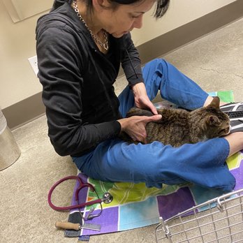 The Cat Doctor - Dr Kendra with Bear - Veterinarians Near Me - Ventura, California The Cat Doctor - Dr Kendra with Bear - Veterinarians Near Me - Ventura, California