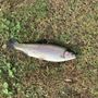 Photo of Andy's Trout Farm