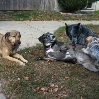 All Dogs Considered - Dog Walkers Near Me All Dogs Considered - Dog Walkers Near Me
