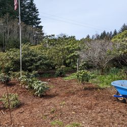 Bones Nursery - Lots of different variety of Rhododendrons