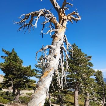 Mount Baldy - Hiking Near Me - Mt Baldy, California Mount Baldy - Hiking Near Me - Mt Baldy, California
